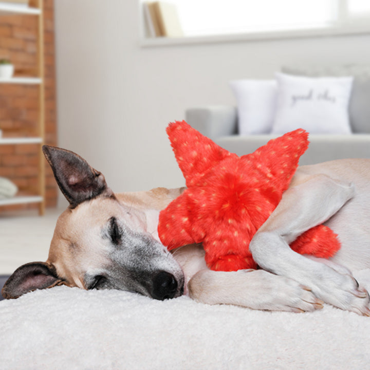 Fluff & Tuff Ziggy Starfish