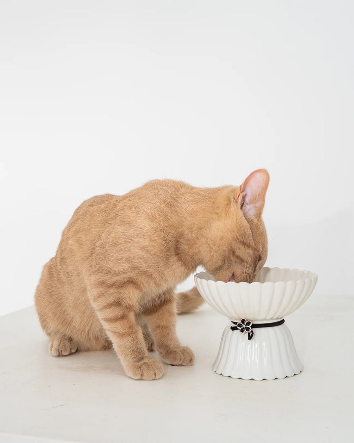 Dexypaws Elevated Ceramic Cat Bowl