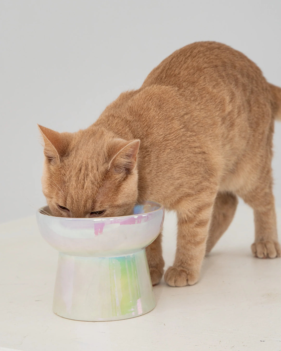 Dexypaws Cat Ceramic Bowl - Iridescent