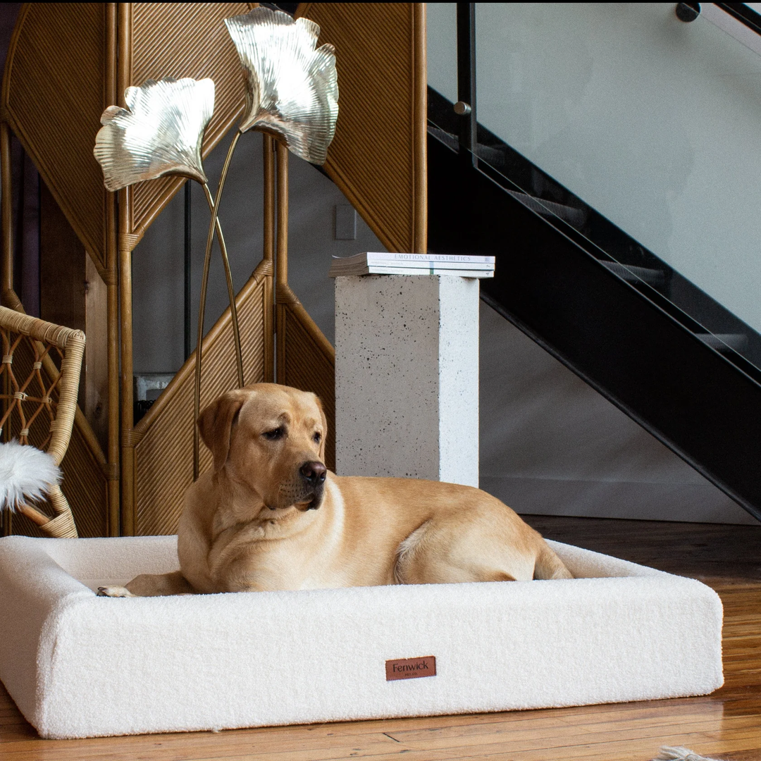 Treat a shop pet dog bed