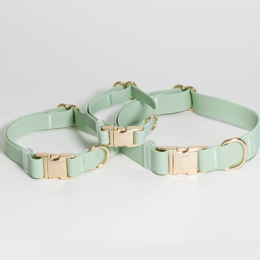Dog collars toronto deals