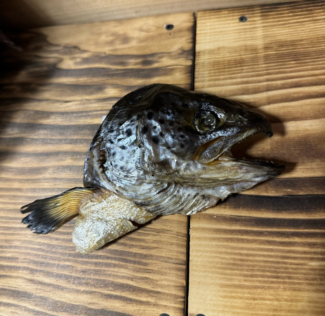 Salmon Head (Halves)